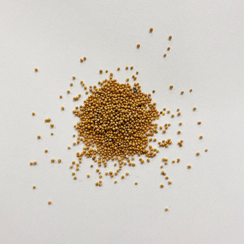 Mustard Seeds Yellow