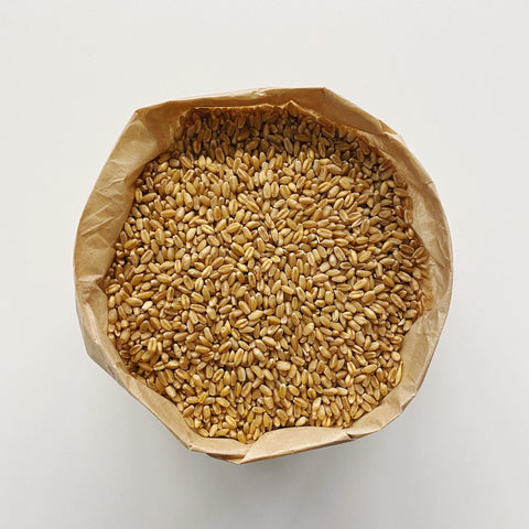 Wheat Grain Organic